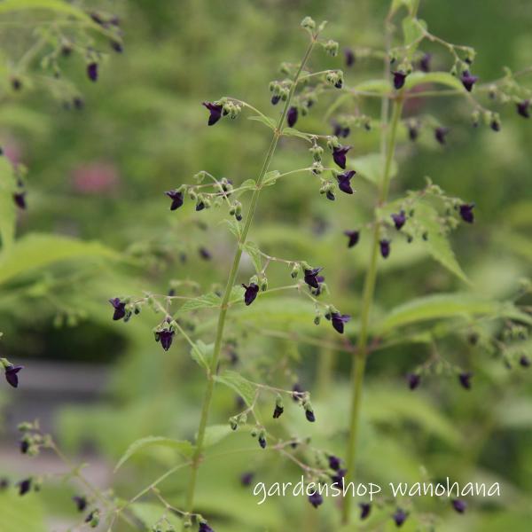 黒花引起こし (クロバナヒキオコシ)※2025年開花終了。2026年開花見込み。地上部をカットしての発送する場合があります。