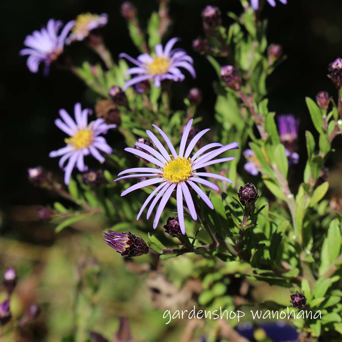 野紺菊 乙姫 (ノコンギク オトヒメ)のサムネイル
