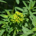 野漆 (ノウルシ)※2025年開花終了。2026年開花見込み。