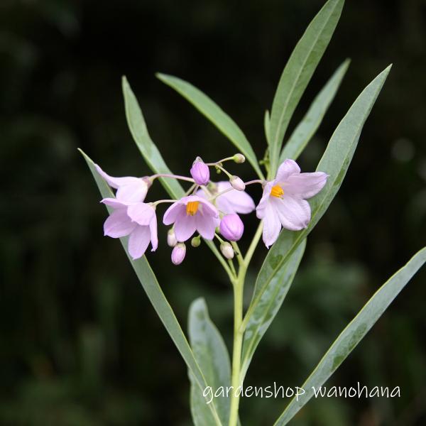 (1)本商品はビニールポットに植えられた花苗です。 (2)納品時に蕾もしくは花があるとは限りません。 (3)開花が終了し、翌年開花見込みの花苗は、箱の高さに刈り込んで発送される場合がございます。 (4)モニターの発色の具合によって、実物の商品と色が若干異なって見える場合がございます。以上、ご了承下さい。 ナス科 開花期：初夏〜秋 草　丈：100〜200cm 耐暑性：強い 耐寒性：やや弱い 日　照：日向 ※関東の気候を参考にしています。 ポットサイズ：9cm おすすめの楽しみ方：庭植え・ナチュラルガーデン/鉢植え・寄せ植え/切り花・茶花●瑠璃柳 (ルリヤナギ)※2022年11月〜：葉が落葉しています。 ナス科 開花期：初夏〜秋 草　丈：100〜200cm 耐暑性：強い 耐寒性：やや弱い 日　照：日向 ※関東の気候を参考にしています。 ポットサイズ：9cm おすすめの楽しみ方：庭植え・ナチュラルガーデン/鉢植え・寄せ植え/切り花・茶花 ●こちらの植物について 南米原産ですが、和の趣があります。初夏に開花した後に、地際から5〜10cm前後で摘心して追肥すれば秋にも開花します。また鉢植えにした場合、冬の凍結は避けた方が無難です。地植えにして大株になれば、ある程度の寒さには耐えられます。●季節ごとの植物の状態について・冬〜早春:落葉中。・春〜初夏:芽出し〜葉が展開。気温が上がるにつれて、花茎を伸ばし、蕾を形成します。・初夏〜夏:蕾を形成する段階or開花中or開花終了。・晩夏〜秋:蕾を形成する段階or開花中or開花終了。・秋〜晩秋:葉が傷み、落葉します。株は生きています。※育てる環境によって、生育のペースは前後します。あくまで目安としてご覧ください。●ストレス耐性、環境について・耐暑性：最高気温35℃前後の夏でも問題なく育ちました。・耐寒性：多少は耐える様子ですが、基本的には寒さにはあまり強くないようです。地植えにして、ある程度大株になれば、氷点下を多少下回っても冬を越します。一方で鉢植えの場合、株が鉢ごと凍結と解凍を繰り返すと、株が傷み、枯れる場合があります。鉢植えであれば、軒下など、なるべく暖かい環境での冬越しがオススメです。・日当り：年間を通して日向を好みます。・その他：※弊社の栽培環境(真夏の最高気温は35℃前後、真冬の最低気温は−5℃前後)を参考にしています。あくまで目安としてご覧ください。●販売時期について・冬〜早春:特記事項なし。・春〜初夏:特記事項なし。・初夏〜夏:特記事項なし。・晩夏〜秋:夏以降は、葉に傷みが生じている場合があります。ご了承ください。苗の品質には問題はありません。・秋〜晩秋:特記事項なし。※販売時期の植物の状態ですが、上記はあくまで目安です(その年の気候等によって、多少変わります)。ご購入を検討する際、参考にご覧ください。●生産者からコメント