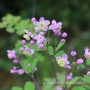 紫錦唐松 (シキンカラマツ)※2025年開花終了。2026年開花見込み。箱に入る高さに刈り込んで発送します。