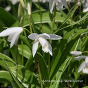 覆輪斑シラン 白花 (フクリンフ シランシロバナ)