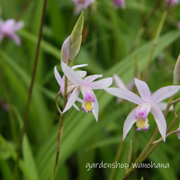 桃花シラン 桃林 (シラン モモバナ トウリン)