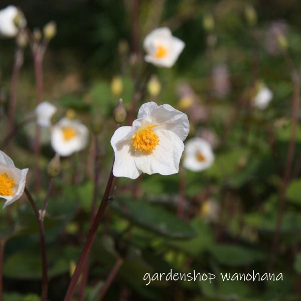 白雪芥子 (シラユキゲシ)※2024年開花終了。2025年開花見込み。