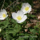 (1)本商品はビニールポットに植えられた花苗です。 (2)納品時に蕾もしくは花があるとは限りません。 (3)開花が終了し、翌年開花見込みの花苗は、箱の高さに刈り込んで発送される場合がございます。 (4)モニターの発色の具合によって、実物の商品と色が若干異なって見える場合がございます。以上、ご了承下さい。 キンポウゲ科 開花期：初春〜春 草　丈：10〜30cm 耐暑性：強い 耐寒性：強い 日　照：日向〜半日陰 ※関東の気候を参考にしています。 ポットサイズ：9cm~9cmロング おすすめの楽しみ方：庭植え・ナチュラルガーデン/鉢植え・寄せ植え/●大輪咲き一輪草 (タイリンザキイチリンソウ)※2022年9月植え替え。根張りはありませんが、品質に問題はありません。 キンポウゲ科 開花期：初春〜春 草　丈：10〜30cm 耐暑性：強い 耐寒性：強い 日　照：日向〜半日陰 ※関東の気候を参考にしています。 ポットサイズ：9cm~9cmロング おすすめの楽しみ方：庭植え・ナチュラルガーデン/鉢植え・寄せ植え/ ●こちらの植物について 大輪咲きの珍しいイチリンソウです。イチリンソウ、ニリンソウの仲間の中でも特に花が大きいため存在感があります。庭植え、鉢植えで楽しむのがオススメ。初夏から地上部がなくなりますが、地下部では生きています。●季節ごとの植物の状態について・冬〜早春:暖かくなるにつれ、葉が展開し始めます。・春〜初夏:芽出し〜葉が展開。早春から春に開花見込み。初夏には葉が無くなり、休眠を始めます。・初夏〜夏:春のうちに開花終了。その後は葉だけが残り、いずれ地上部が無くなり休眠します。・晩夏〜秋:休眠して地上部はなく、地下部のみ。株は生きています。・秋〜晩秋:地上部はなく、地下部で休眠状態です。株は生きています。※育てる環境によって、生育のペースは前後します。あくまで目安としてご覧ください。●ストレス耐性、環境について・耐暑性：真夏は休眠期のため、地上部はありません。地下部で生きています。※夏だからといって、水を与えすぎると蒸れて根腐れする場合あります。水やりは表土が乾いたのを確認してから、たっぷり与えるのがオススメです。・耐寒性：最低気温−5℃前後の冬でも問題なく越冬しました。・日当り：春は日向か明るい半日陰がオススメです。暗すぎると徒長するので、日当りの良い方が無難。開花後は休眠して地上部がなくなるので、日当り〜日陰どちらでも大丈夫です。・その他：※弊社の栽培環境(真夏の最高気温は35℃前後、真冬の最低気温は−5℃前後)を参考にしています。あくまで目安としてご覧ください。●販売時期について・冬〜早春:秋から早春の間に植え替えているため、株張りは弱めの場合があります。ご了承ください。苗の品質には問題はありません。・春〜初夏:特記事項なし。・初夏〜夏:開花後は休眠するため、地上部がなくなります。地下部では生きていますのでご了承ください。品質は問題ありません。・晩夏〜秋:休眠中。地上部はありませんが、地下部で生きています。秋に植え替えています。植え替えした直後だと株張りはありませんが、苗の品質には問題はありません。ご了承ください。・秋〜晩秋:地上部はありませんが、地下部では生きています。秋から早春の間に植え替えているため、株張りは弱めの場合があります。ご了承ください。苗の品質には問題はありません。※販売時期の植物の状態ですが、上記はあくまで目安です(その年の気候等によって、多少変わります)。ご購入を検討する際、参考にご覧ください。●生産者からコメント