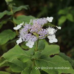 玉紫陽花 (タマアジサイ)