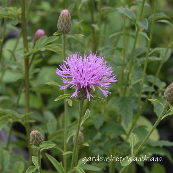 田村草 (タムラソウ)※2026年開花見込み。のサムネイル