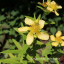 巴草 (トモエソウ)※2026年開花見込み。