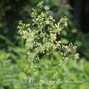 秋唐松 (アキカラマツ)※2025年開花終了。2026年開花見込み。箱に入る高さに刈り込んで発送します。