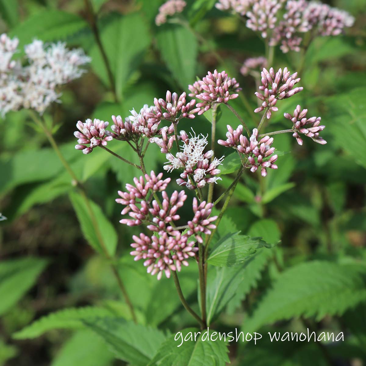 藤袴 (フジバカマ)※2025年開花終了。2026年開花見込み。地上部をカットしての発送する場合があります。