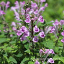 立浪草 桃花 (タツナミソウ モモバナ)※2025年開花終了。2026年開花見込み。
