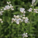 薮茗荷 (ヤブミョウガ)