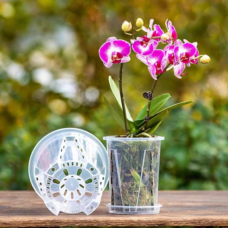 植木鉢 10鉢セット 蝶蘭 植木鉢 透明 穴付き プラスチック 蘭の鉢 胡蝶蘭鉢 洋蘭鉢...