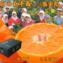 新店オープンセール! 数量限定 50%OFF! \ポイント10倍 早割/愛媛【 日の丸みかん】【大玉2L】選んで間違いなし!大きめが好きな方に!JA西宇和トップ...