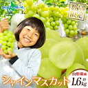 山形県産 シャインマスカット ご家庭用 約1.6kg 2-3房 ※100セット限定 マスカット ブドウ 旬 産地直送 完熟 果物 フルーツ 山形 新鮮 人気 美...