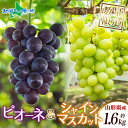 山形県産 シャインマスカット & ピオーネ セット 約1.6kg 2-3房 ※100セット限定 マスカット ブドウ 旬 産地直送 完熟 果物 フルーツ 山形 新...