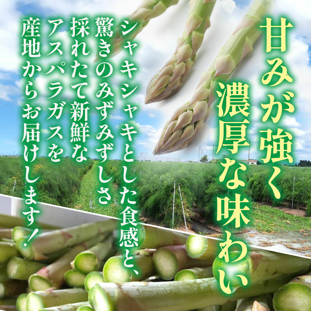 【5月中旬~9月下旬出荷予定】新潟県産 グリーンアスパラガス Lサイズ 1kg/2kg/3kg 新潟 産直 アスパラガス 新潟県 アスパラ グリーンアスパラ 新鮮 野菜 お取り寄せ グルメ 産地直送 野菜 旬 送料無料 予約販売 お土産 新潟土産 食べ物 ご当地 北国からの贈り物 産直ギフト