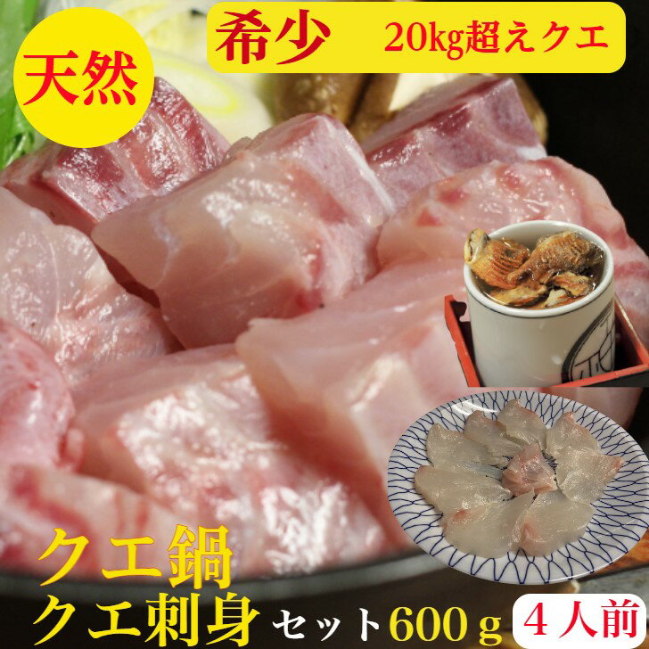 クエ鍋　クエ　20キロ級　天然（くえ鍋）と（クエ刺身）セット（送料無料）くえ　の上品な旨みを堪能　鍋　はたっぷ…