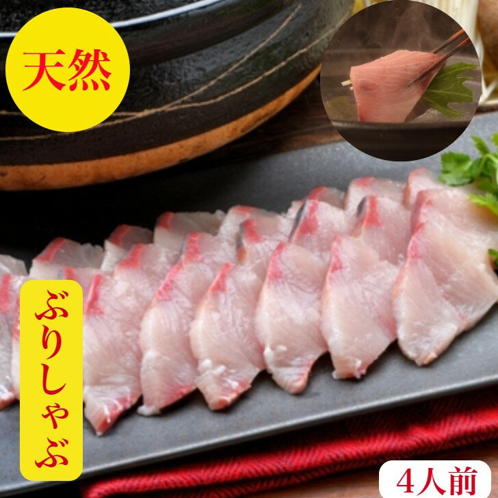 ぶりしゃぶ セット【天然】ぶり ブリ 鰤 刺身 海鮮鍋 4人前【送料無料】しゃぶしゃぶ福井産【寒ぶり】うまトロ600g 血合い処理済 養殖物では味わえない天然の旨みとコク【寒ブリ】10キロ以上物…