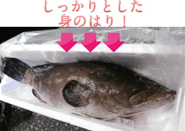 【送料無料】幻の20キロ級【あぶらぼうず】のしゃぶしゃぶ 180g 2人前 野菜を用意するだけ!白身の大トロ!(クエ鍋)と並ぶ高級魚 特製出汁 ポン酢 紅葉おろし 〆のラーメン 簡単レシピ ギフト のし プレゼント お祝 御中元 父の日