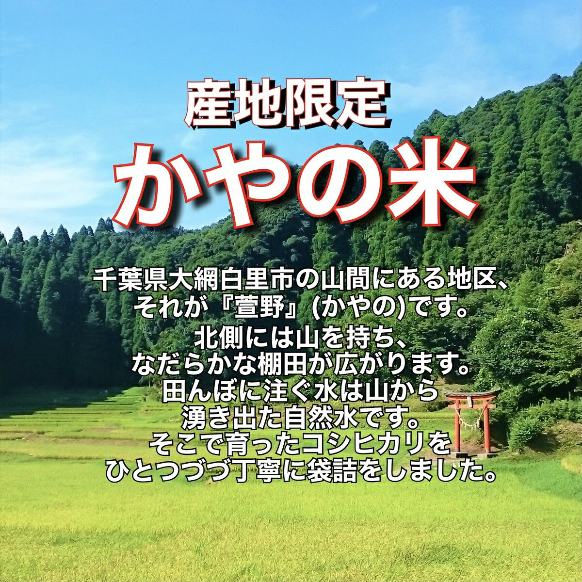 【令和7年産】 白米 千葉県産 コシヒカリ 特A米 かやの米 産地限定米 20kg 5×4袋 送料無料 watabun-10000009 わたぶん サンプル画像2