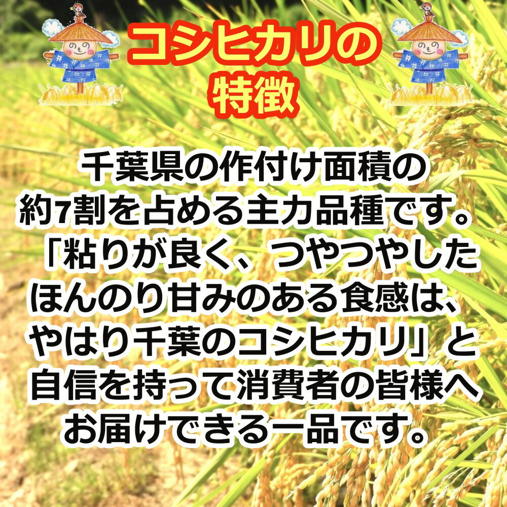 白米 千葉県産 コシヒカリ 大網白里市 10kg 5kg×2 送料無料 美味しいお米（2枚目）