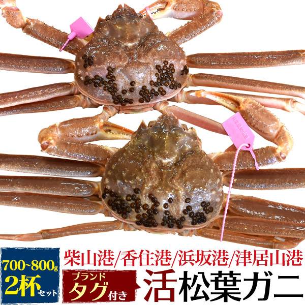 送料無料 活松葉ガニ ズワイガニ 2杯セット 約700〜800g 産地証明タグ付き 生きたまま出荷 2尾 A級 活き 産地直送 活け マツバガニ 松葉蟹 松葉カニ カニ 蟹 かに 山陰 柴山かに 津居山かに 香住かに 兵庫県産 兵庫産 産直 日本海 姿 未冷凍 贈答用 生食用 国内水揚げ お歳暮