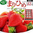 まりひめ いちご 12個×1パック 和歌山産 高級イチゴ 苺 贈答用 国産 甘い 日本産いちご イチゴ マリヒメ 高級フルーツ 贈り物 大粒 プレゼント ギフト 特産品 旬の果物 贈り物 産地直送 国産 日本産 くだもの 果物 国産 お取り寄せスイーツ 熨斗対応 季節の贈り物