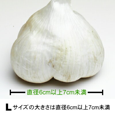 【令和6年産新物】青森県産 生にんにく Lサイズ 1kg～10kg 国産 福地ホワイト六片 食用 令和6年 【送料無料】 2