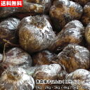 【セール価格】【数量限定】青森種子にんにく 種球 国産 福地ホワイト六片 Mサイズ 1kg~10kg 令和7年産【送料無料】