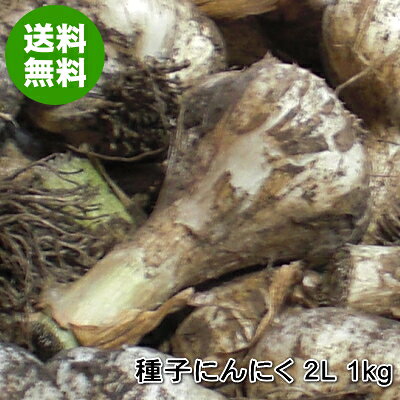 楽天市場】にんにく 種子 消毒の通販