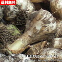 【数量限定】青森種子にんにく 2Lサイズ 1kg~10kg 種球 国産 福地ホワイト六片 令和7年産【送料無料】