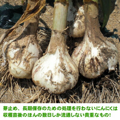 【令和6年産新物】青森県産 生にんにく Lサイズ 1kg～10kg 国産 福地ホワイト六片 食用 令和6年 【送料無料】 3