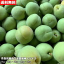 【令和6年産】青森県産色づき豊後梅 Lサイズ 1kg～5kg 青森県産 豊後梅 梅酒 梅ジュース 梅シロップ 梅漬け 【送料無料】