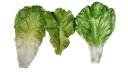 野菜 食品 サンプル リアル 見本 撮影 小道具 ディスプレイ 装飾品 フェイク 模擬 白菜 レタス 葉 シンプル 野菜
