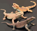 リアル 動物 フィギュア 爬虫類 イグアナ 模型 おもちゃ 子供 アニマル ミニチュア 生き物 知育玩具 立体図鑑 インテリア プレゼント コレクション 茶色 ...