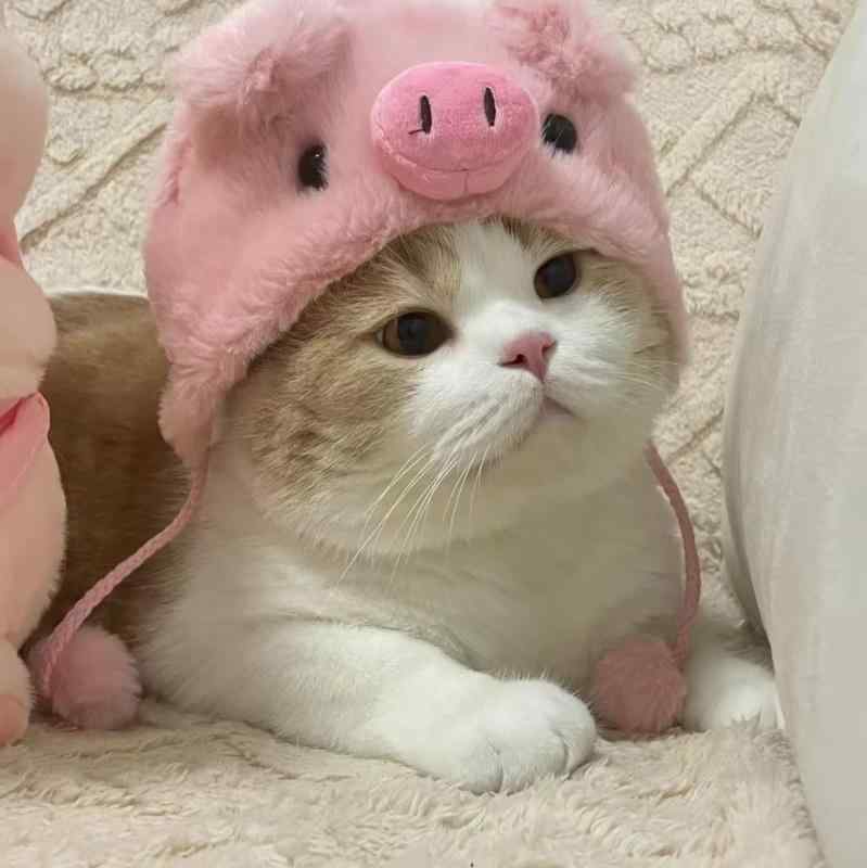 ペット 帽子 小型犬 室内犬 猫 暖かい 保護 散歩 キュート かわいい ペット 写真撮影 小道具