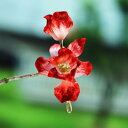 かんざし レディース 手作り 絹ベルベットの花 華やか 上品 ソフト ヘアスティック 中華風 エスニック 漢服スタイル 馬面スカートに合う 赤系 レッド アイリス アヤメ 髪飾り ヘアアクセサリー