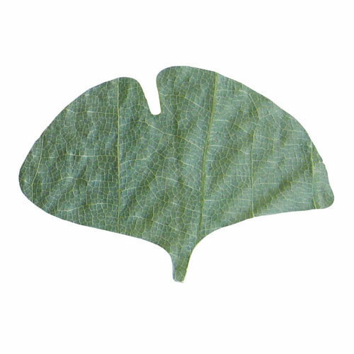 ヤマコー プチ干朴葉懐敷 緑 50枚入 23922 銀杏型