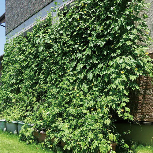 ��ݥͥå� �ܹ�10cm 180cm��270cm