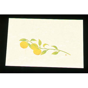 アーテック 尺三 懐石まっと クリーム 100枚入 ゆず WSS-15