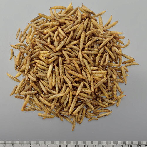 ジェックス GEX RepDeli バグプレミアム 45g