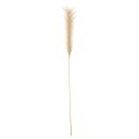 [IKEA/CPA/ʔ]SMYCKA X~bJ , Pampas grass[C](b)(40530677)