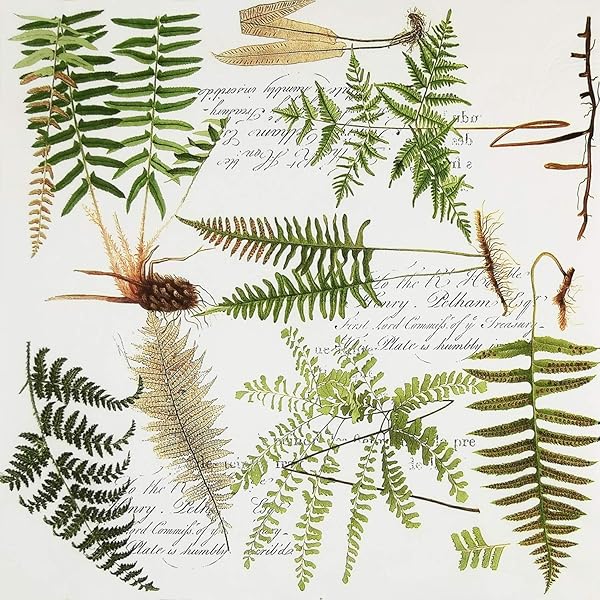 結婚式・ディナー・ティーパーティー用カラーペーパーナプキン 20枚入り シャビーシックデザイン シャワーパーティー用, シダ II