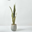 人工観葉植物 サンセベリア 幅14cm×奥行14cm×高さ56cm 中型フェイクグリーン 光触媒仕様 陶器鉢付き 簡単世話 水やり不要 (サンセベリア)