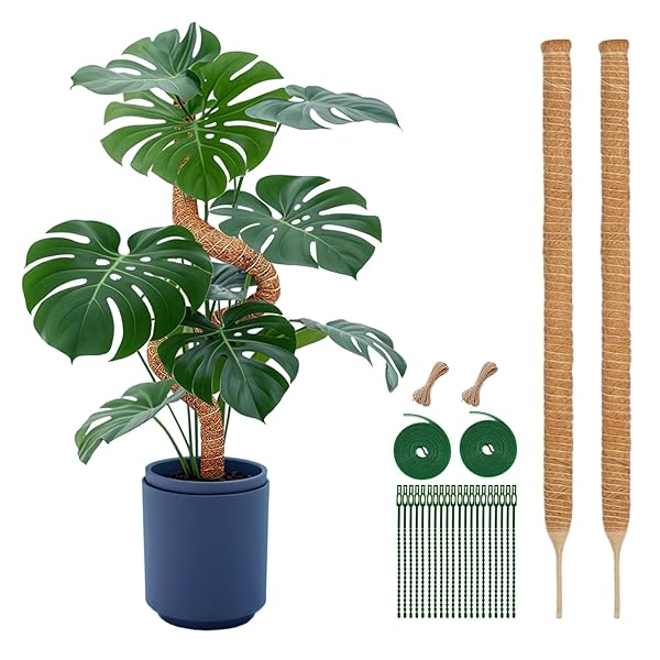 園芸 支柱 120cm 2PCS 太め モンステラ支柱 ココスティック DIY曲げる可能 観葉 つる性植物 植物 誘引 ガーデニング 農業用 園芸用