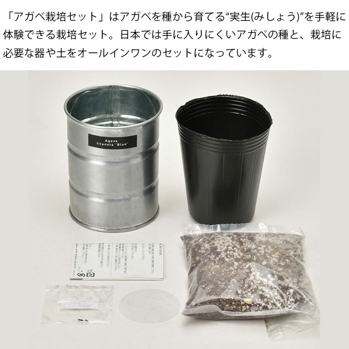 栽培キット 室内 アガベ 栽培セット GD-1018 キット 多肉植物 ガーデニング 観葉植...