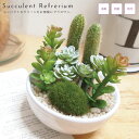 人工観葉植物 消臭アーティフィシャルグリーン M サキュレントリフレリウム 丸型 造花 フェイクグリーン インテリアフラワー 人工 アートフラワー フェイク 多...