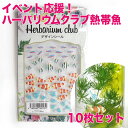 Herbarium club(ハーバリウムクラブ) 熱帯魚 ★ シール 10枚セット　ハーバリウム  ...