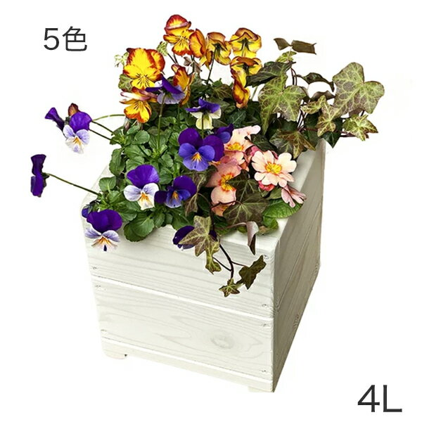 Welcome wood6楦åɥץ󥿡 ȭСˤɤǤ衪H6S5̡4åȥ (åɥʥ ץ...